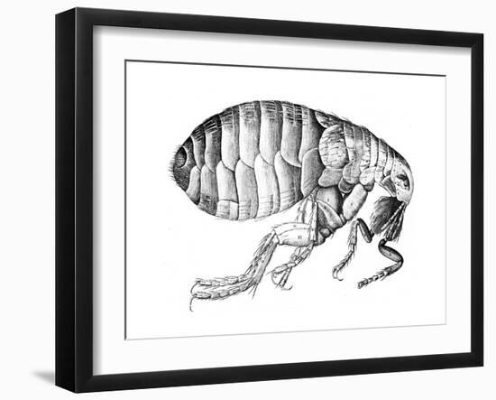 Flea, Wingless Bloodsucking Parasitic Insect, 1665-null-Framed Giclee Print