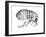 Flea, Wingless Bloodsucking Parasitic Insect, 1665-null-Framed Giclee Print
