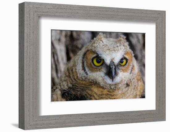Fledgling Great Horned Owl Portrait in Cottonwood, South Dakota, Usa-Chuck Haney-Framed Photographic Print