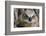 Fledgling Great Horned Owl Portrait in Cottonwood, South Dakota, Usa-Chuck Haney-Framed Photographic Print