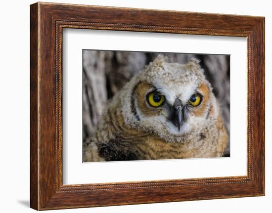 Fledgling Great Horned Owl Portrait in Cottonwood, South Dakota, Usa-Chuck Haney-Framed Photographic Print