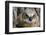 Fledgling Great Horned Owl Portrait in Cottonwood, South Dakota, Usa-Chuck Haney-Framed Photographic Print