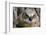 Fledgling Great Horned Owl Portrait in Cottonwood, South Dakota, Usa-Chuck Haney-Framed Photographic Print