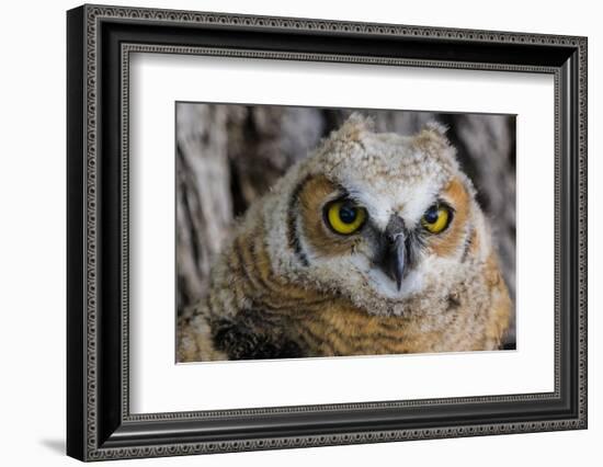 Fledgling Great Horned Owl Portrait in Cottonwood, South Dakota, Usa-Chuck Haney-Framed Photographic Print