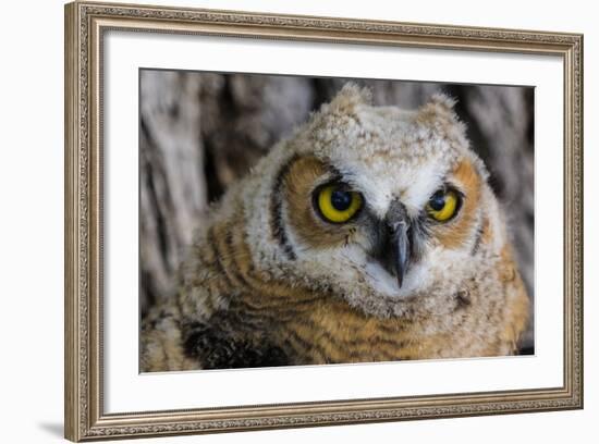 Fledgling Great Horned Owl Portrait in Cottonwood, South Dakota, Usa-Chuck Haney-Framed Photographic Print