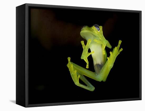 Fleischmann's Glass Frog (Hyalinobatrachium Fleischmanni), Costa Rica-Andres Morya Hinojosa-Framed Premier Image Canvas