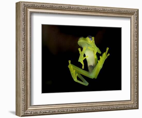 Fleischmann's Glass Frog (Hyalinobatrachium Fleischmanni), Costa Rica-Andres Morya Hinojosa-Framed Photographic Print