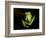 Fleischmann's Glass Frog (Hyalinobatrachium Fleischmanni), Costa Rica-Andres Morya Hinojosa-Framed Photographic Print