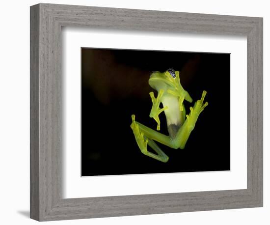 Fleischmann's Glass Frog (Hyalinobatrachium Fleischmanni), Costa Rica-Andres Morya Hinojosa-Framed Photographic Print