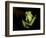 Fleischmann's Glass Frog (Hyalinobatrachium Fleischmanni), Costa Rica-Andres Morya Hinojosa-Framed Photographic Print