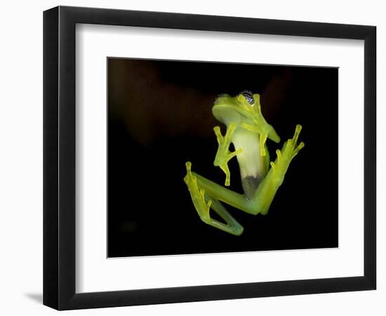 Fleischmann's Glass Frog (Hyalinobatrachium Fleischmanni), Costa Rica-Andres Morya Hinojosa-Framed Photographic Print