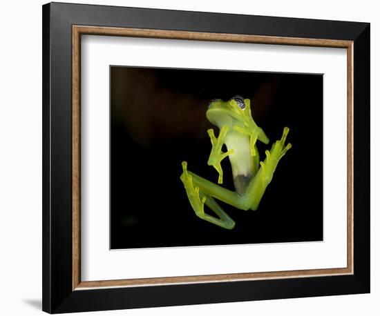 Fleischmann's Glass Frog (Hyalinobatrachium Fleischmanni), Costa Rica-Andres Morya Hinojosa-Framed Photographic Print