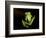 Fleischmann's Glass Frog (Hyalinobatrachium Fleischmanni), Costa Rica-Andres Morya Hinojosa-Framed Photographic Print