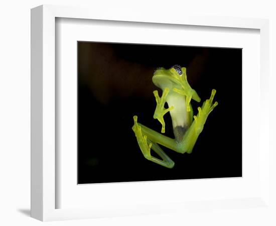 Fleischmann's Glass Frog (Hyalinobatrachium Fleischmanni), Costa Rica-Andres Morya Hinojosa-Framed Photographic Print