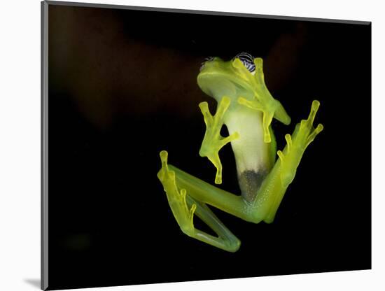 Fleischmann's Glass Frog (Hyalinobatrachium Fleischmanni), Costa Rica-Andres Morya Hinojosa-Mounted Photographic Print