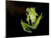 Fleischmann's Glass Frog (Hyalinobatrachium Fleischmanni), Costa Rica-Andres Morya Hinojosa-Mounted Photographic Print