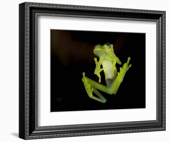 Fleischmann's Glass Frog (Hyalinobatrachium Fleischmanni), Costa Rica-Andres Morya Hinojosa-Framed Photographic Print