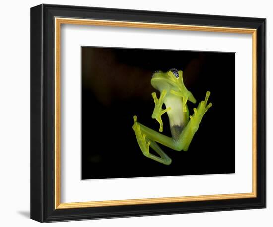 Fleischmann's Glass Frog (Hyalinobatrachium Fleischmanni), Costa Rica-Andres Morya Hinojosa-Framed Photographic Print