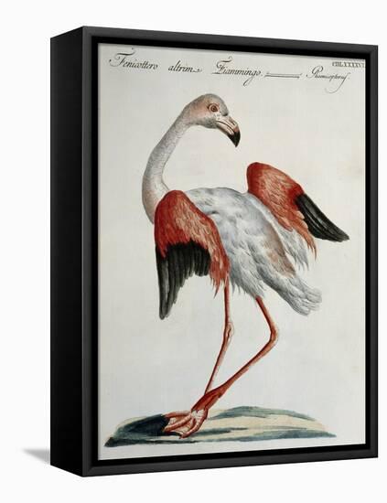 Flemish Flamingo (Phoenicopterus)-null-Framed Premier Image Canvas