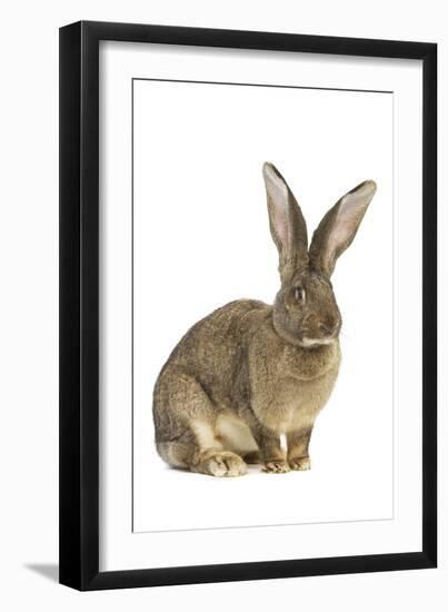 Flemish Giant Rabbit in Studio-null-Framed Photographic Print