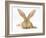 Flemish Giant Rabbit with Ears Erect-Mark Taylor-Framed Photographic Print