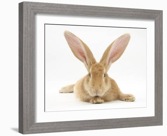 Flemish Giant Rabbit with Ears Erect-Mark Taylor-Framed Photographic Print