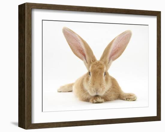 Flemish Giant Rabbit with Ears Erect-Mark Taylor-Framed Photographic Print