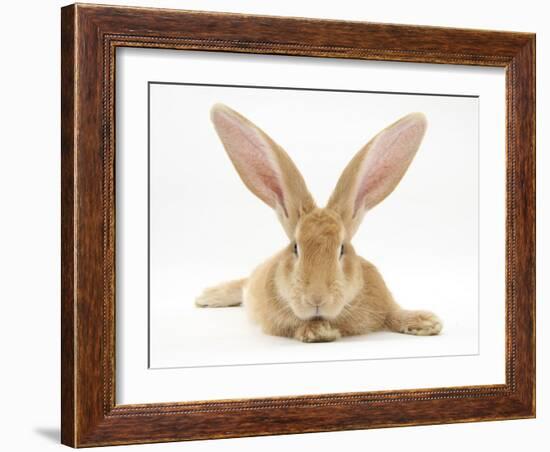 Flemish Giant Rabbit with Ears Erect-Mark Taylor-Framed Photographic Print