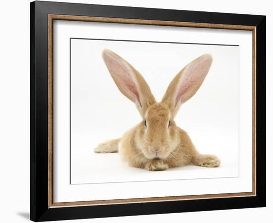 Flemish Giant Rabbit with Ears Erect-Mark Taylor-Framed Photographic Print