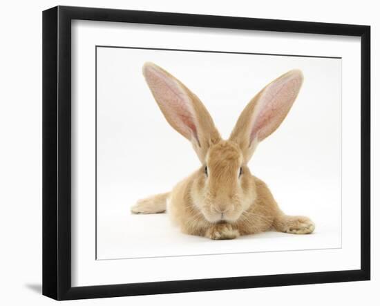 Flemish Giant Rabbit with Ears Erect-Mark Taylor-Framed Photographic Print