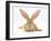 Flemish Giant Rabbit with Ears Erect-Mark Taylor-Framed Photographic Print