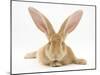 Flemish Giant Rabbit with Ears Erect-Mark Taylor-Mounted Photographic Print