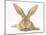 Flemish Giant Rabbit with Ears Erect-Mark Taylor-Mounted Photographic Print