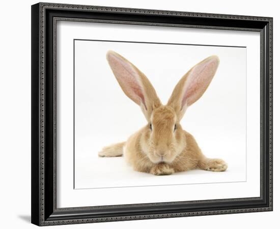 Flemish Giant Rabbit with Ears Erect-Mark Taylor-Framed Photographic Print