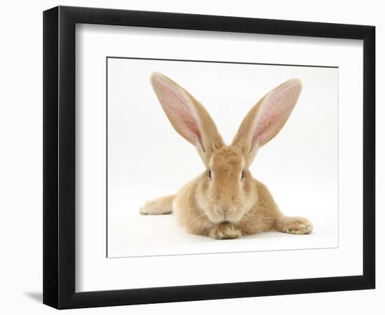 Flemish Giant Rabbit with Ears Erect-Mark Taylor-Framed Photographic Print