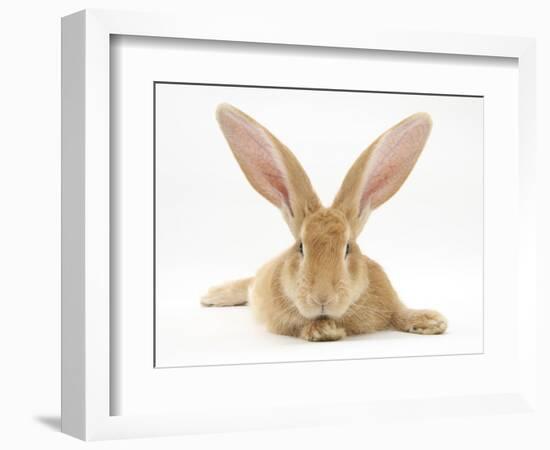 Flemish Giant Rabbit with Ears Erect-Mark Taylor-Framed Photographic Print