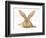 Flemish Giant Rabbit with Ears Erect-Mark Taylor-Framed Photographic Print