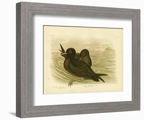 Fleshy-Footed Petrel, 1891-Gracius Broinowski-Framed Giclee Print