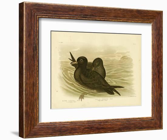 Fleshy-Footed Petrel, 1891-Gracius Broinowski-Framed Giclee Print