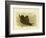 Fleshy-Footed Petrel, 1891-Gracius Broinowski-Framed Giclee Print