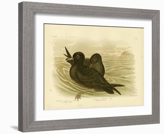 Fleshy-Footed Petrel, 1891-Gracius Broinowski-Framed Giclee Print