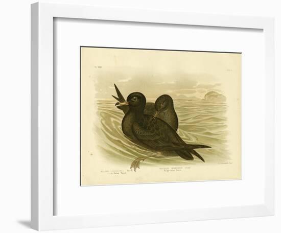 Fleshy-Footed Petrel, 1891-Gracius Broinowski-Framed Giclee Print