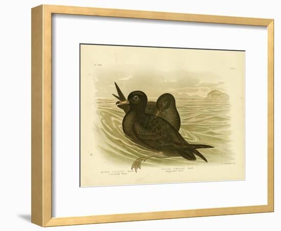 Fleshy-Footed Petrel, 1891-Gracius Broinowski-Framed Giclee Print