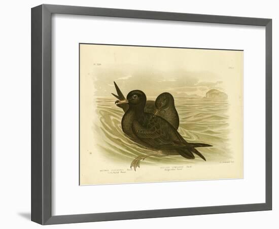 Fleshy-Footed Petrel, 1891-Gracius Broinowski-Framed Giclee Print