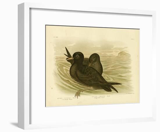 Fleshy-Footed Petrel, 1891-Gracius Broinowski-Framed Giclee Print