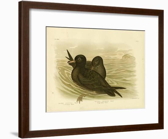 Fleshy-Footed Petrel, 1891-Gracius Broinowski-Framed Giclee Print