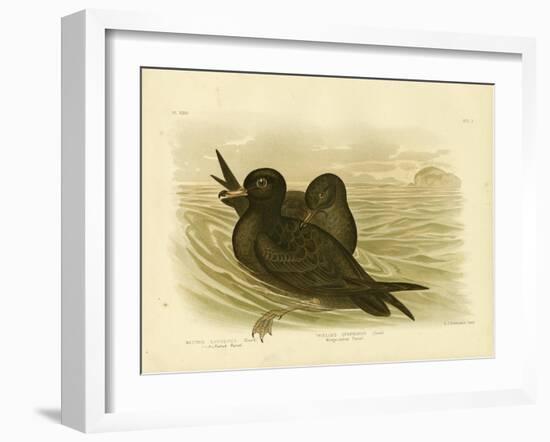 Fleshy-Footed Petrel, 1891-Gracius Broinowski-Framed Giclee Print