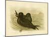 Fleshy-Footed Petrel, 1891-Gracius Broinowski-Mounted Giclee Print