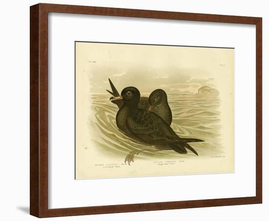 Fleshy-Footed Petrel, 1891-Gracius Broinowski-Framed Giclee Print