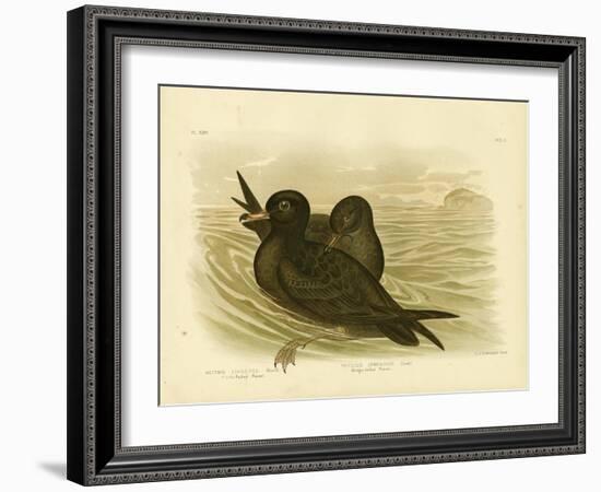 Fleshy-Footed Petrel, 1891-Gracius Broinowski-Framed Giclee Print